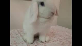 Pambeh Bunny Glam Shot