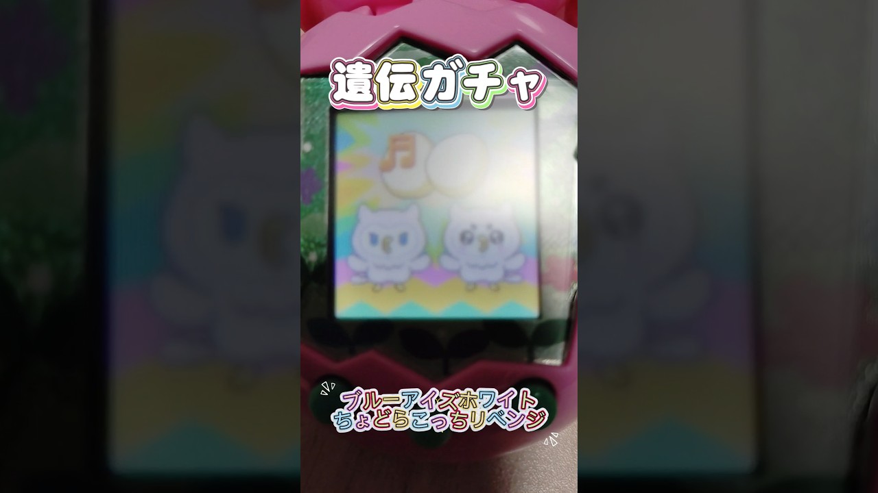 【遺伝ガチャ】ブルーアイズホワイトちょどらこっちを育てたい!#たまごっち #たまごっちパラダイス #たまパラ #犬甘そら