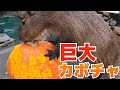 カピバラ＆バクがジャンボかぼちゃを食べる咀嚼音 Capybara Baku eats jumbo pumpkin