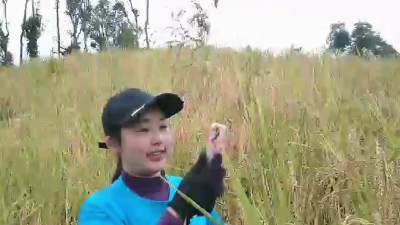 kev Ua noj ua Huav diam 8                                                                 10/27/2025