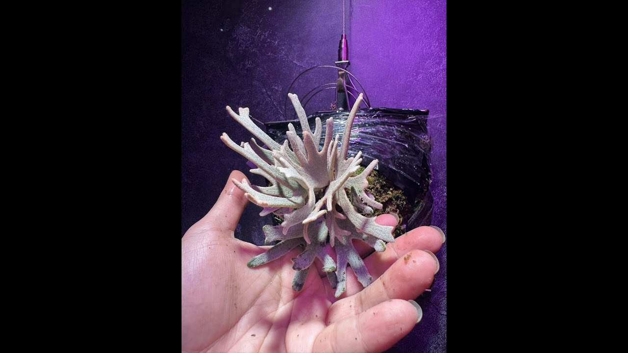 Pleco 微米侏儒&變異種鹿角蕨介紹