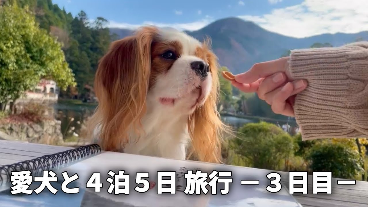 愛犬と大分・湯布院でうまうま食べ歩き旅【キャバリアと４泊５日旅 -３日目-】