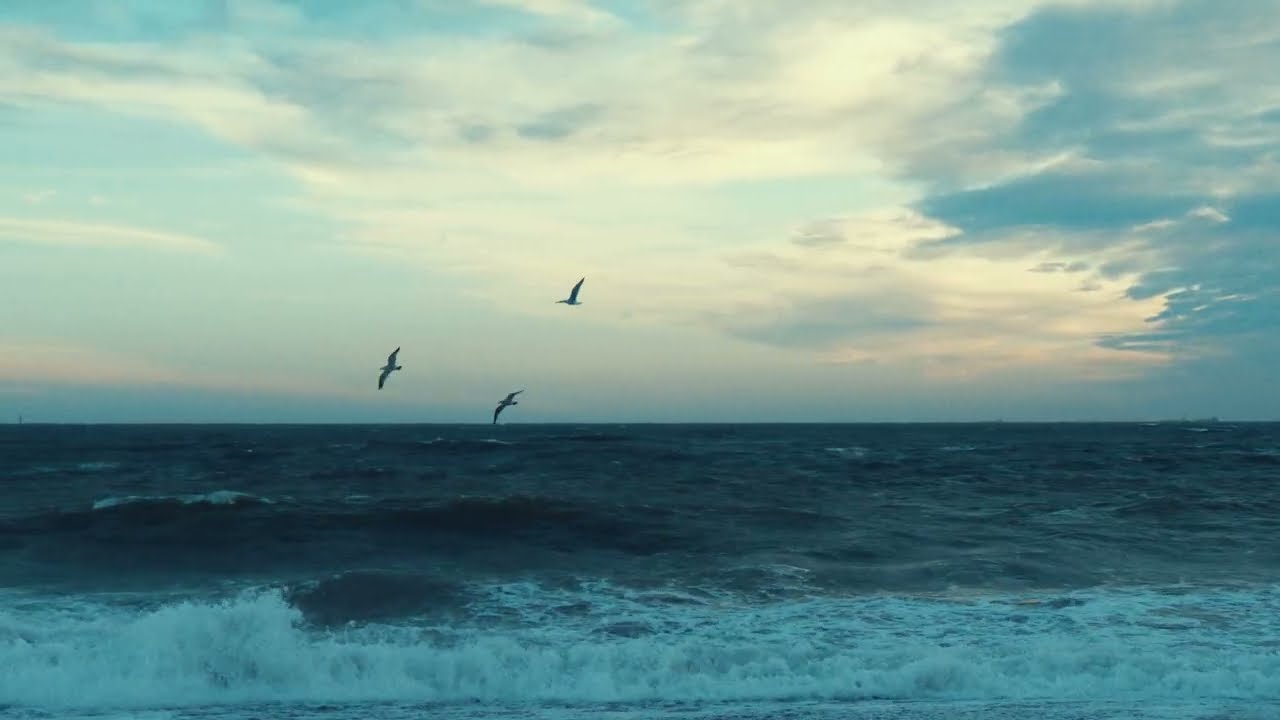 Cinematic seagull video