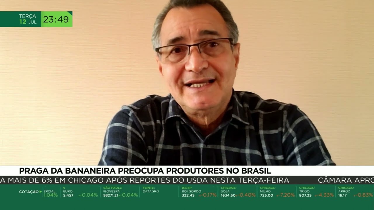 PRAGA DA BANANEIRA PREOCUPA PRODUTORES NO BRASIL