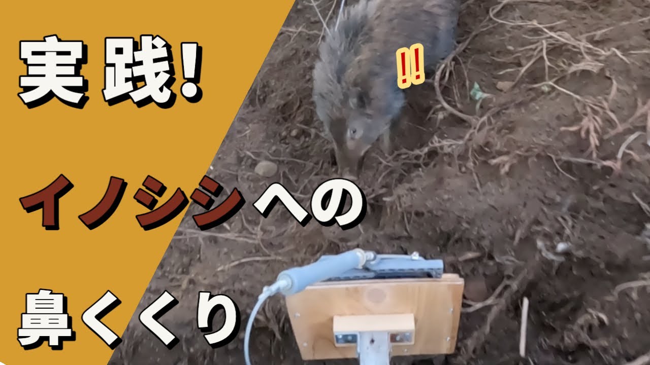 イノシシ 鼻くくり 自作, イノシシ捕獲わな – WIUX