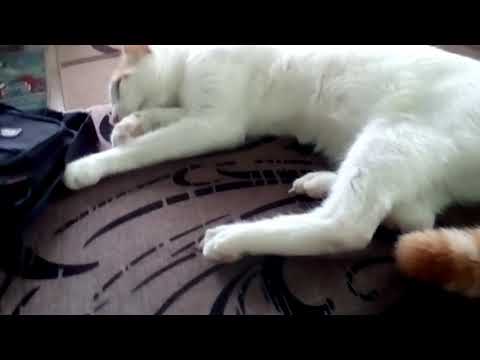 Видео: Защо котката започна да спи между краката - признаци и истински причини