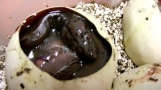 Jampea GC and 50% Jamps in the Egg!!!!