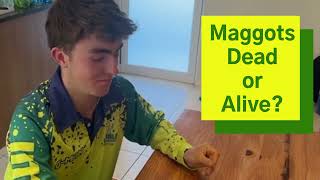how to hook a maggot 720p