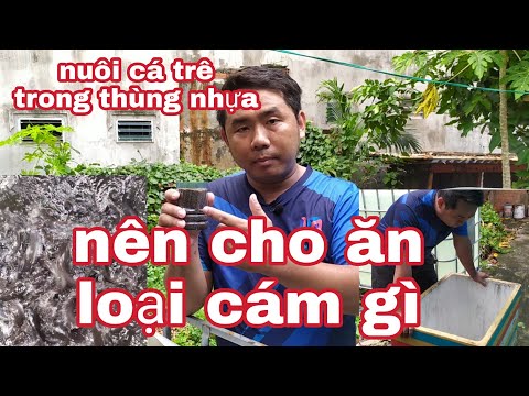 Video Nhựt sang vlog | nuôi cá trê trong thùng nhựa, ( cho... - youtube