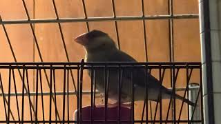 Java finch babbling (Day 80)