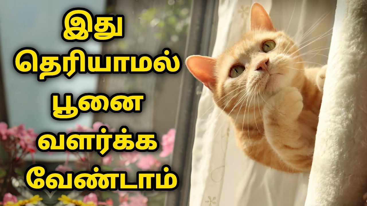 பூனை வளர்ப்பவர்கள் அவசியம் தெரிந்து கொள்ள வேண்டிய 5 விஷயங்கள்