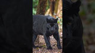Panther attack the deer