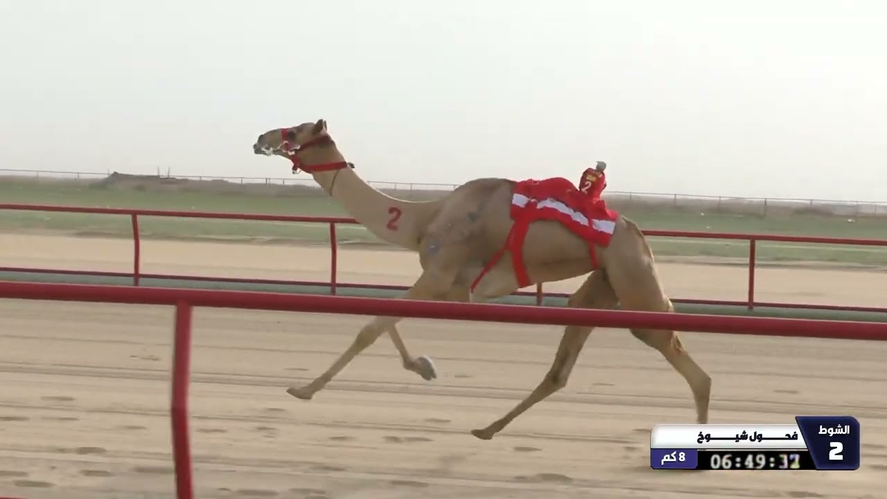 2 الشوط الثاني فحول شيوخ الاربعاء 11 02 2026