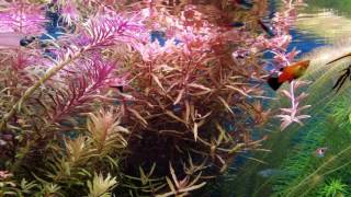 75 gallon planted aquarium update 11/6/16