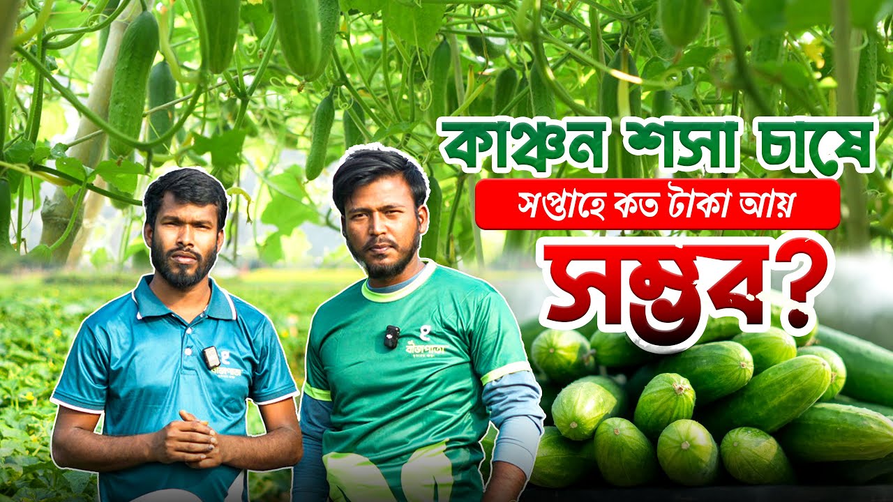 কাঞ্চন শসা চাষে সপ্তাহে কত টাকা আয় সম্ভব? শুনুন কৃষকের মুখে!  #bizpata