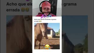 Cortou a lombra do pangare. #react #cavalo #shorts