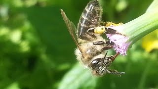 Quick inspections, hives 3 & 4