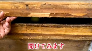 物置で10年以上飼っているカオスな生き物を久々に見たら恐すぎた。