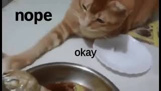 Don't touch tha Fishy