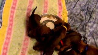 Details RHODESIAN RIDGEBACK PUPPIES HAVING FIRST SOLID FOOD Guide