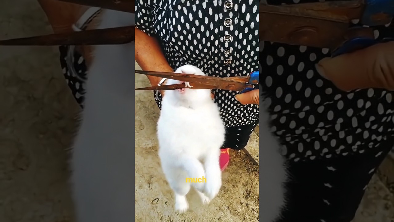 Why Rabbits’ Teeth Never Stop Growing