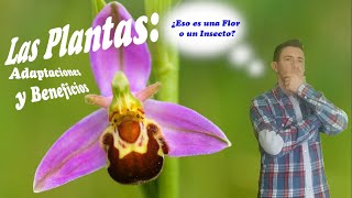 Las Plantas IV:  Adaptaciones y Beneficios