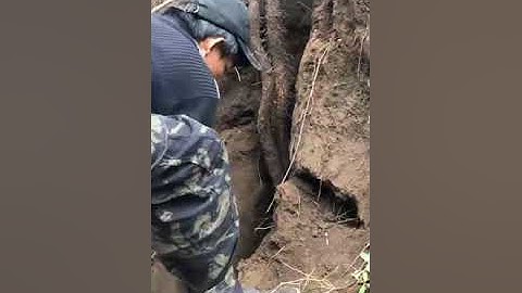 đi đào củ hoài sơn(khoai mài) đào được củ khoai khủng chưa từng thấy