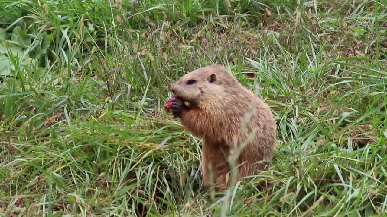 Ground Hog Eating an Apple next to Apple orchard (2013 HD) YouTube