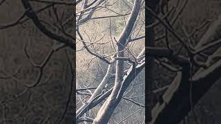 mahabali me dikhi ha sral #india #shortvideo #sanekhunter #sanek_video_officeil