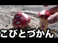 【ベニキノコビト 】を見つけた。【こびとづかん】