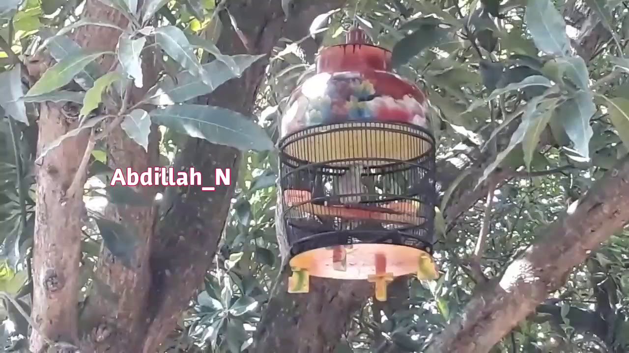Burung perkutut bangkok gacor bersuara merdu 