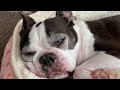 Sleepless Boston Terrier Episode 49