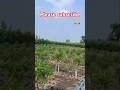 ನಿಮ್ಮ ರೇಷ್ಮೆ ತೋಟ ಹೀಗೆ ಬೆಳೆಯಬೇಕಾ? #ರೇಷ್ಮೆ #farming #shortsviral