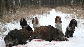 Охота на кабана!!! BOAR hunting the selection of the very interesting video boar hunting!!! Охота на кабана!!! BOAR hunting the selection of the very interesting video boar hunting!!!