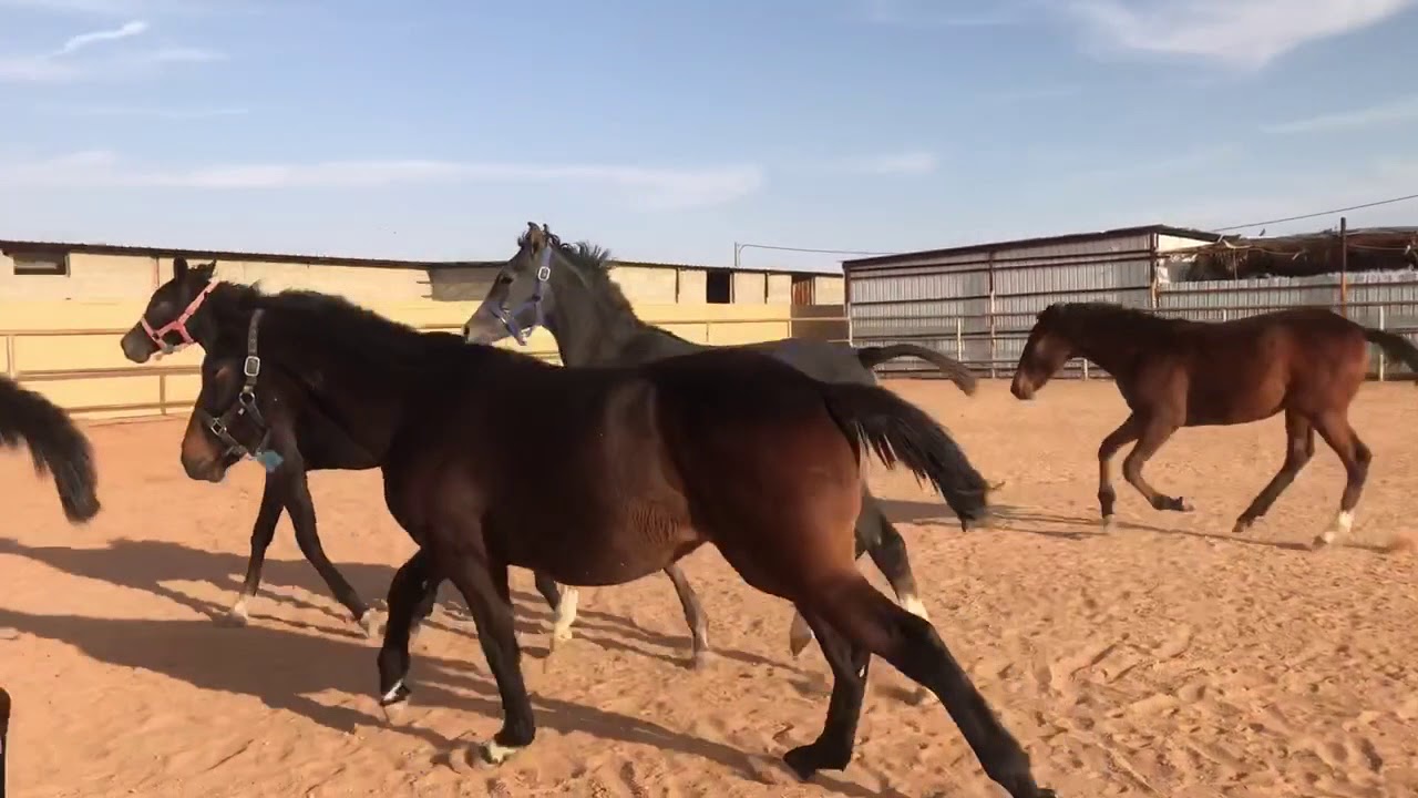 الأمهر وتربيتها في المساحات الكبيرة - مهم للمربين