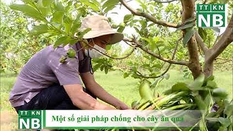 Chăm sóc cây ăn quả mùa nắng nóng