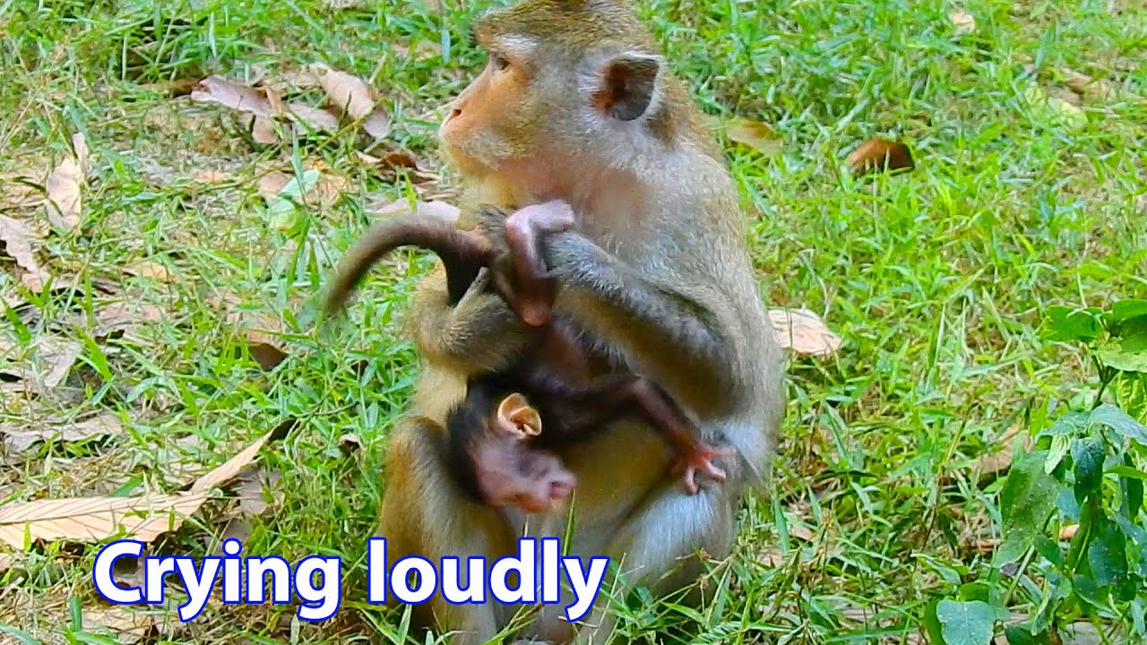 Baby monkey Anissa just born, mom Anna torturing cry loudly