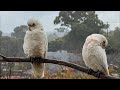 Birds go WILD in Australia!