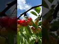 ❤️🧡 #село, #природа,#черешни #вишни,#nature,#деревня