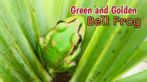 Green and Golden Bell Frog