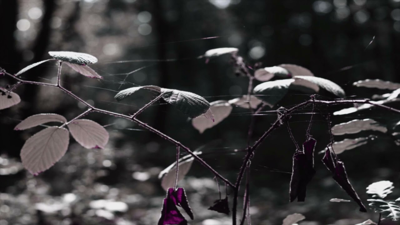 Bocuma - Boards of Canada Cover