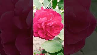 Shaitan Ka Dar Aur Allah Par Bharosa | Quran Sharif Ki Naseehat #islamicvideo #islamicbayan #allah