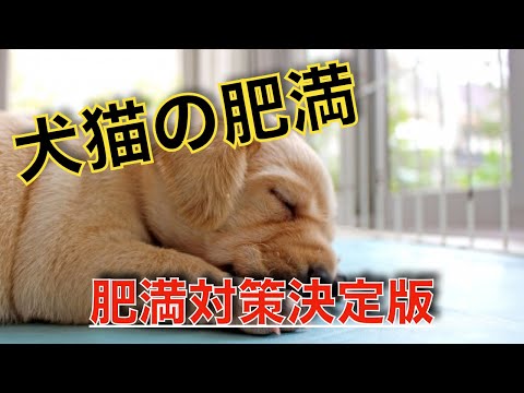 猫の肥満対策|獣医師が教える効果的なダイエット方法7選