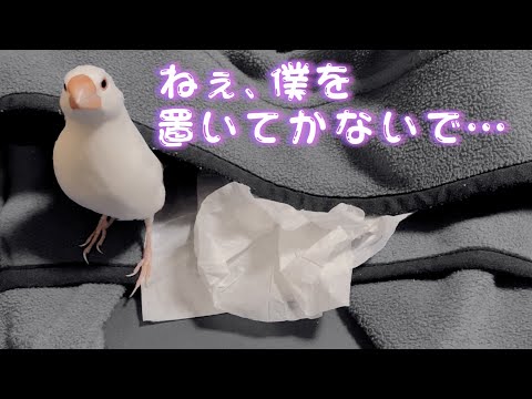 【白文鳥・モニタリング】一人にしないで...　置いてかれそうになった時のすずはどうするのか【Java sparrow】I hate being alone