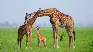 Female Giraffe Take 460 Days to Give Birth to Baby Giraffe