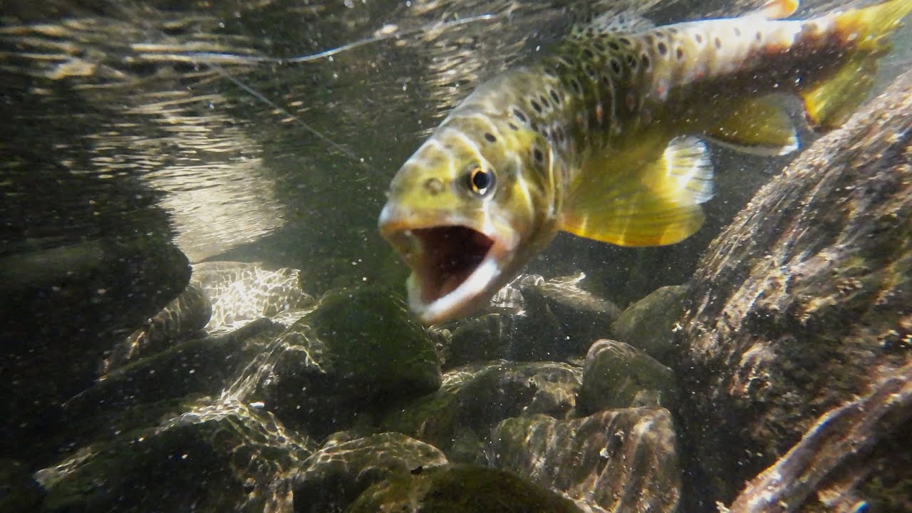 50 Ami VMC 8914B Pesca Trota, Lago, Torrente, Carpa, Storione, Ledgering