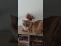 Дизайнеры моей дочери. #cat #веселыекоты #кот #cats #catvideos #kitty #kitten #kittens #catshorts