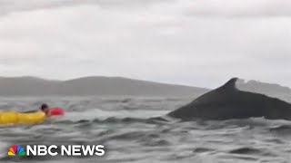 Download Lagu Video appears to show kayaker swallow whale in Chile MP3 Download Lagu Video appears to show kayaker swallow whale in Chile MP3