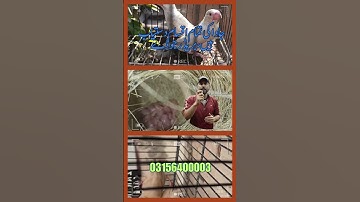Java care, java breeding,  Fawn Java , Java Sparrow , Java Finch , White Java , Silver Java