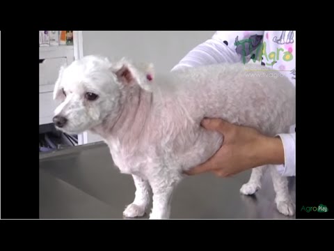 Video: ¿Su mascota es obesa?